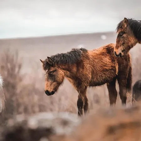 Apartman Ivan Lägenhet